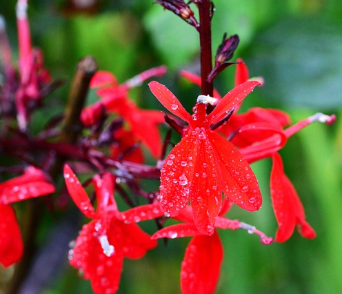Lobelia cardinalis - waterlobelia