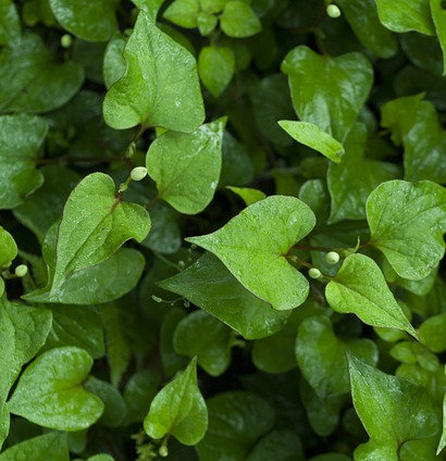 Houttuynia cordata - 