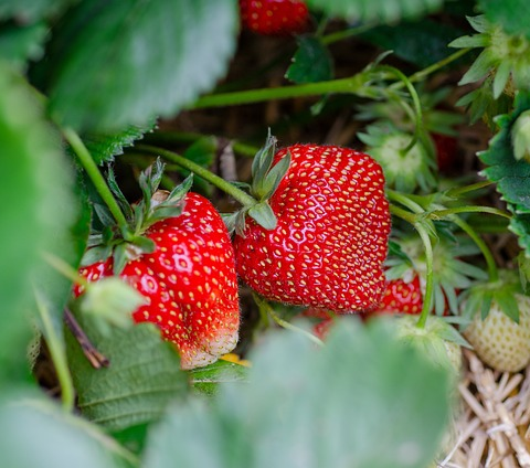 Fragaria ‘Pink Marathon’ - doordragende aardbei