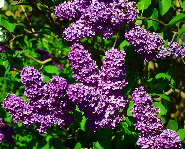 Syringa vulgaris ‘Charles Joly’ - sering, kruidnagel