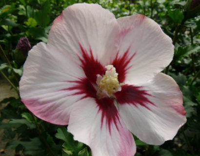 Hibiscus syriacus ‘Hamabo’ op stam - altheastruik, heemstroos