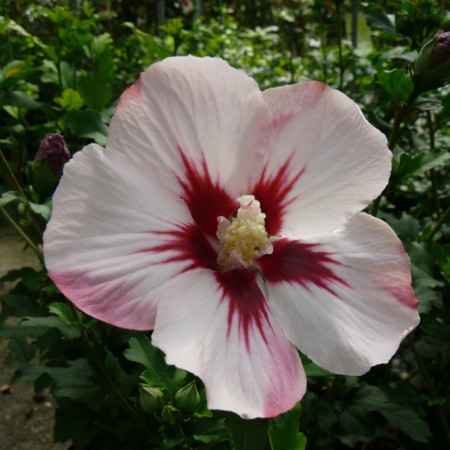 Hibiscus syriacus ‘Hamabo’ op stam - altheastruik, heemstroos