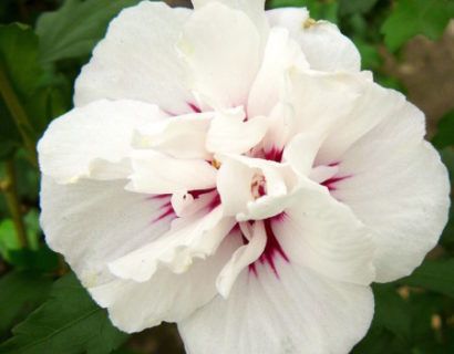 Hibiscus syriacus ‘Speciosus’ op stam - altheastruik, heemstroos