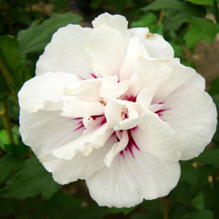 Hibiscus syriacus ‘Speciosus’ op stam - altheastruik, heemstroos