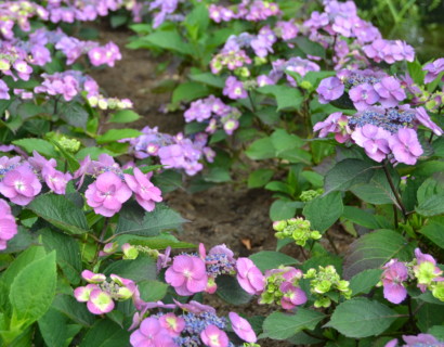 Hydrangea macrophylla ‘Blueberry Cheesecake’ - hortensia