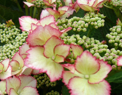 Hydrangea macrophylla ‘Love you Kiss’ - hortensia