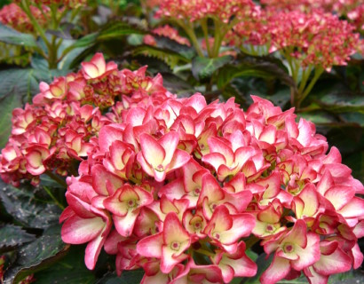 Hydrangea macrophylla Hovaria ‘Mirai’ - hortensia