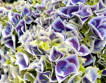 Hydrangea macrophylla ‘Tivoli Blue’ - hortensia