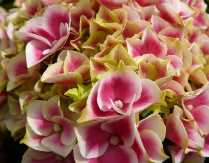 Hydrangea macrophylla ‘Tivoli Red’ - hortensia