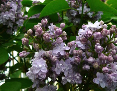 Syringa vulgaris ‘Andenken an Ludwig Späth’ op stam - sering, kruidnagel