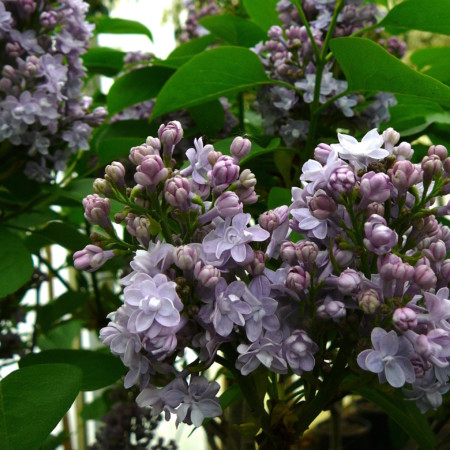 Syringa vulgaris ‘Andenken an Ludwig Späth’ op stam - sering, kruidnagel