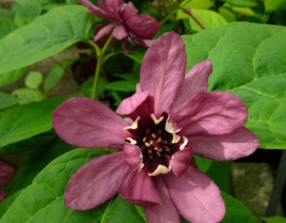 Calycanthus ‘Hartlage Wine’ - specerijstruik