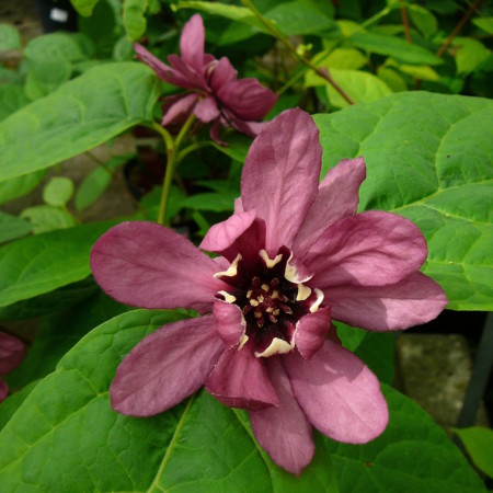 Calycanthus ‘Hartlage Wine’ - specerijstruik