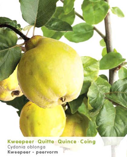 Cydonia oblonga peervorm - kweepeer