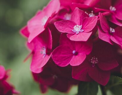 Hydrangea macrophylla ‘Red Baron’ - hortensia