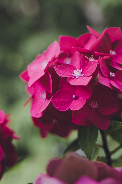 Hydrangea macrophylla ‘Red Baron’ - hortensia