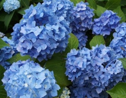 Hydrangea macrophylla ‘Bela’ - hortensia