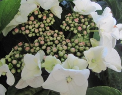 Hydrangea macrophylla ‘Benxi’ - hortensia