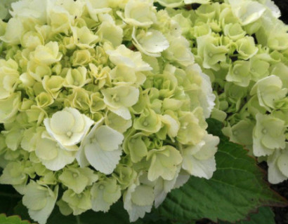 Hydrangea macrophylla ‘Clarissa’ - hortensia