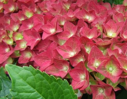 Hydrangea macrophylla ‘Green Shadow’ - hortensia