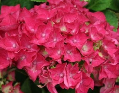 Hydrangea macrophylla ‘Hot Red’ - hortensia