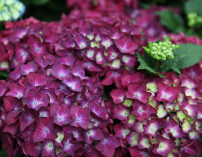 Hydrangea macrophylla ‘Hot Red Violet’ - hortensia