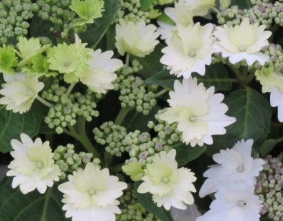 Hydrangea macrophylla ‘Koria’ - hortensia