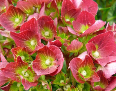 Hydrangea macrophylla ‘Red Beauty’ - hortensia