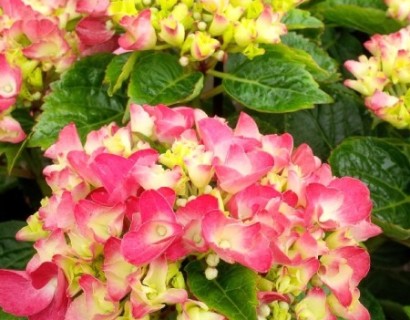 Hydrangea macrophylla ‘Royal Red’ - hortensia