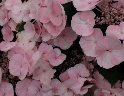 Hydrangea macrophylla ‘Sturdy Nanping’ - hortensia