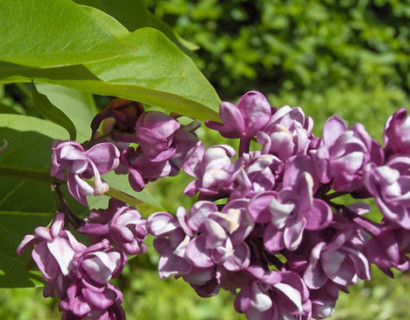 Syringa vulgaris ‘Charles Joly’ op stam - sering, kruidnagel