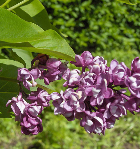 Syringa vulgaris ‘Charles Joly’ op stam - sering, kruidnagel