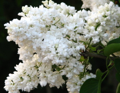 Syringa vulgaris ‘Mme Lemoine’ - sering, kruidnagel