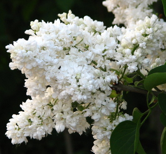 Syringa vulgaris ‘Mme Lemoine’ - sering, kruidnagel