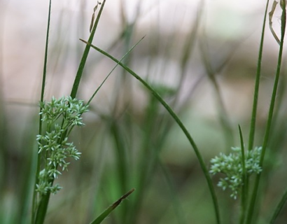 Scirpus lacustris - mattenbies