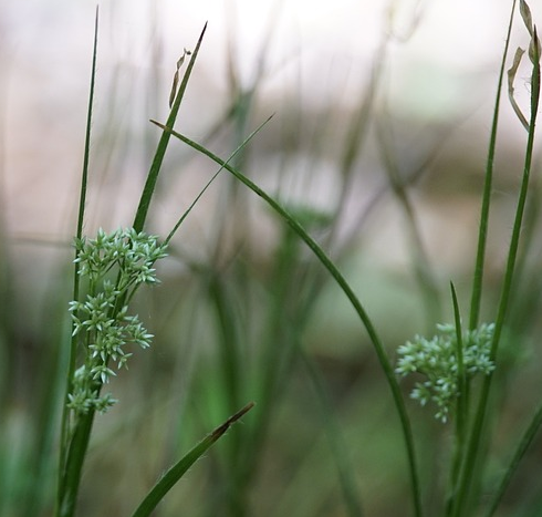 Scirpus lacustris - mattenbies