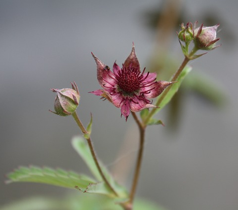 Potentilla palustris - wateraardbei