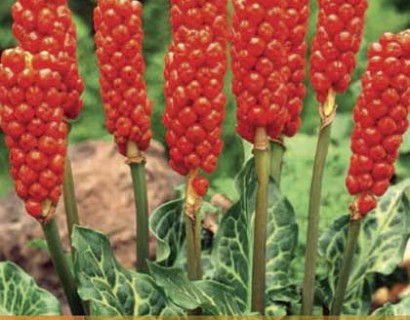 Arum italicum - italiaanse aronskelk