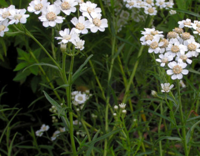 Achillea ptarmica - sneeuwbal plantje