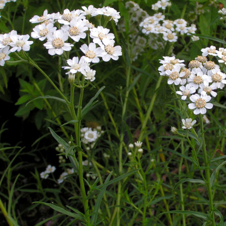 Achillea ptarmica - sneeuwbal plantje