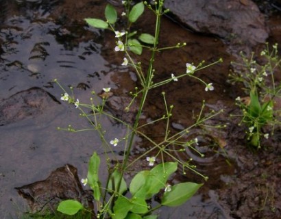 Alisma plantago-aquatica - waterweegbree