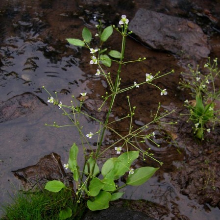 Alisma plantago-aquatica - waterweegbree