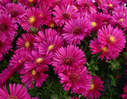 Vaste planten