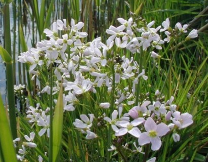 Cardamine pratensis - pinksterbloem