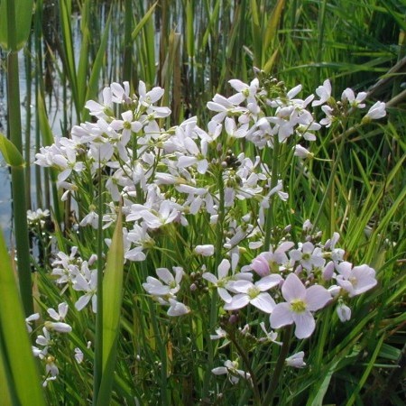 Cardamine pratensis - pinksterbloem