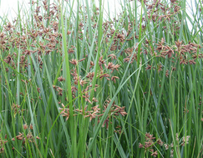 Cyperus longus - lang cypergras