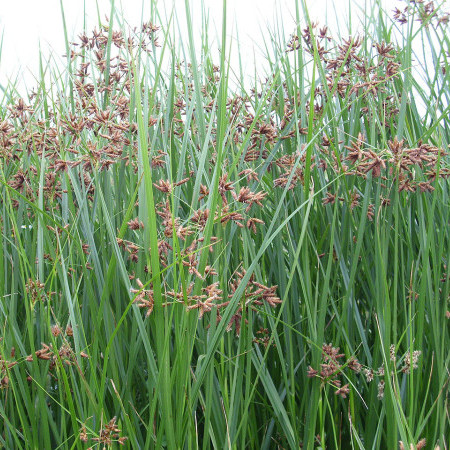 Cyperus longus - lang cypergras