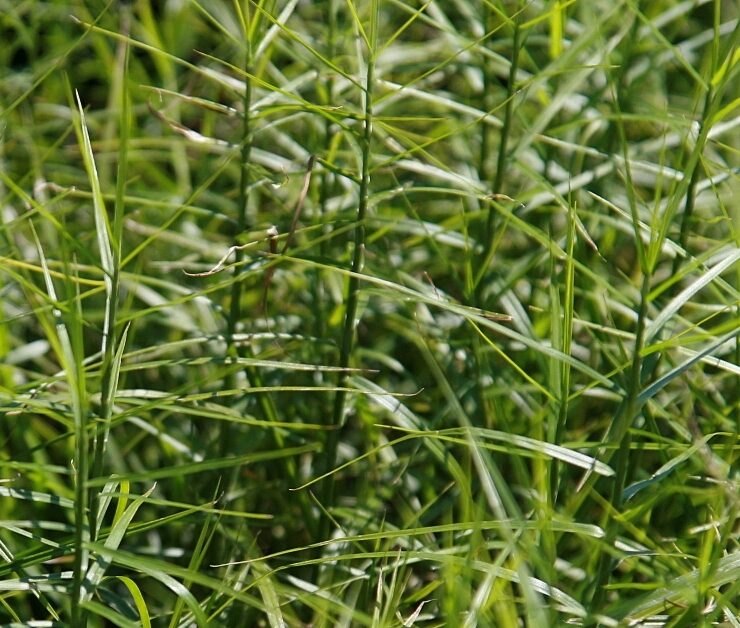 Carex muskingumensis - paraplu zegge