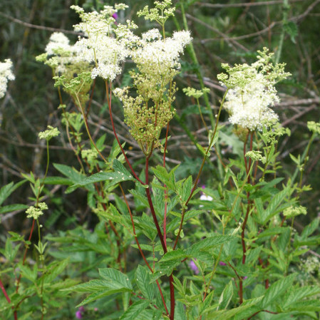 Filipendula ulmaria - moerasspiraea