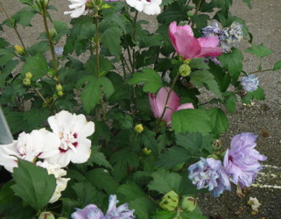 Hibiscus syriacus ‘Tricolor’ - altheastruik, heemstroos